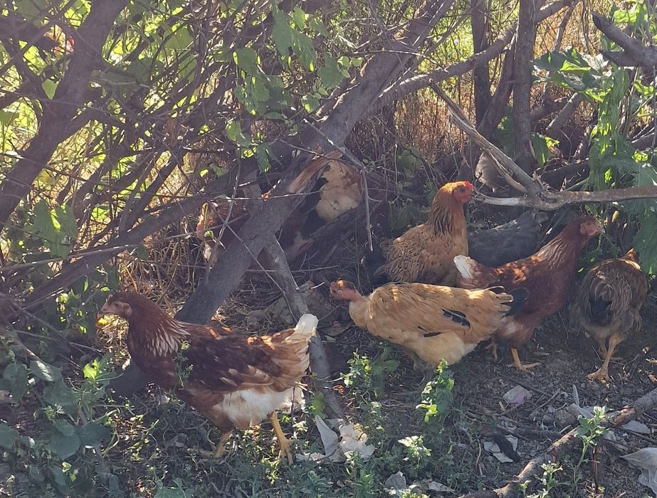 Продам Ломан браун и Брамов