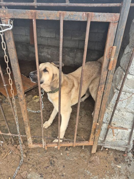 Продам алобая 7 месяцев