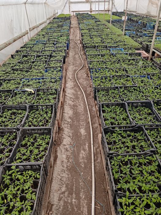 Дребен разсад за пикиране