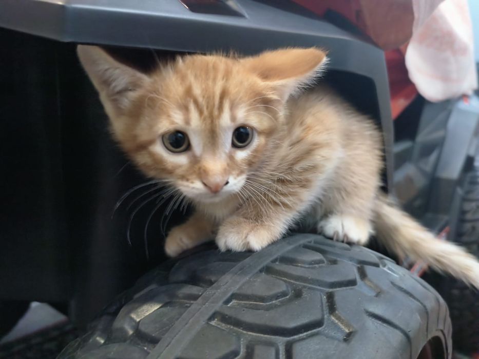 Отдам котят в добрые руки