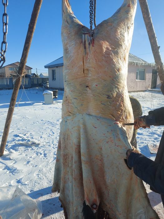 Астана илинка Ауылында семіз жылқылар сатылады