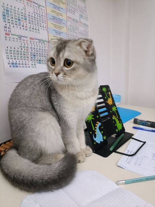 Кошка девочка вязка.