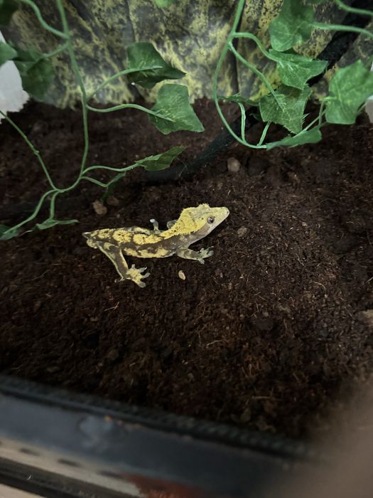 De vânzare gecko crestat + terariu Exo Terra