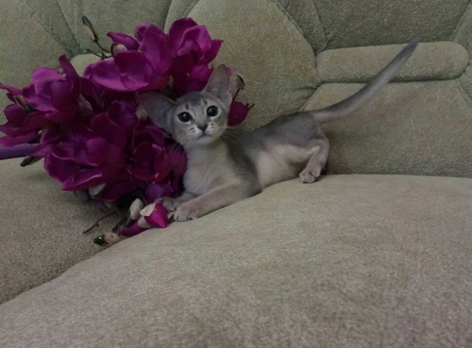 Абиссинские красавицы