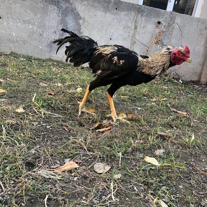 Mayski xõroz sotiladi