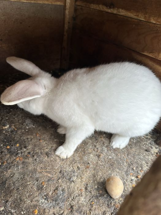 Iepuroaice faine gestante