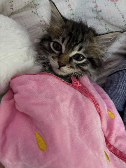 Котенок мейн кун