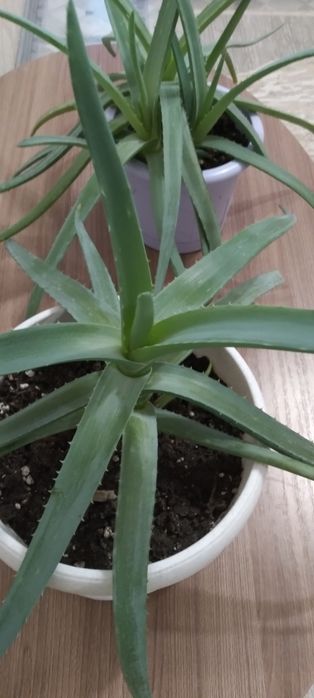 Продаётся цветок Алоэ