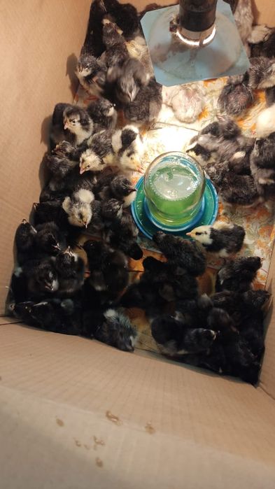 Цыплята     микс