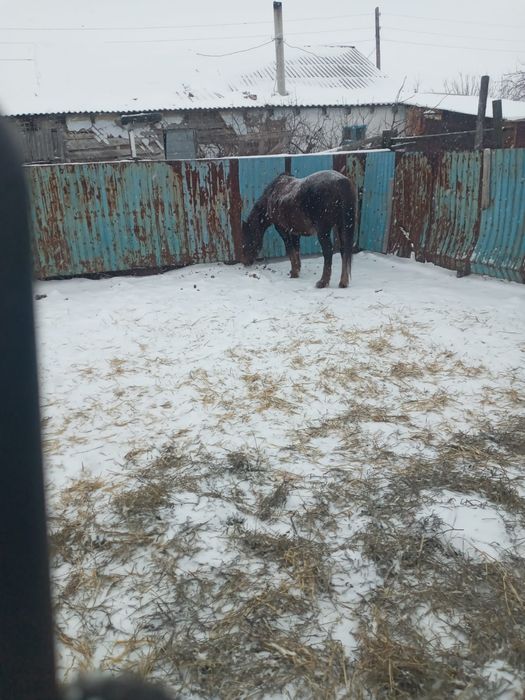 Продам кобылу...