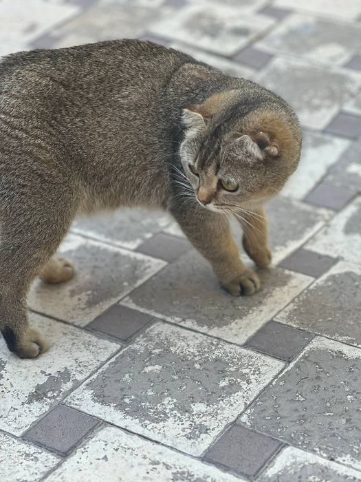 Skotishfold mushuk      скотиш фолд кошка