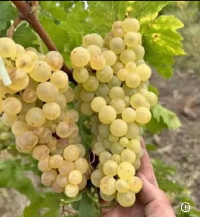 Vand struguri de vin