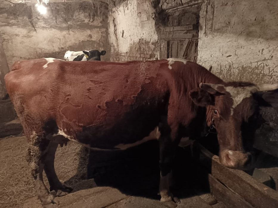 Продаю корову,  стельная