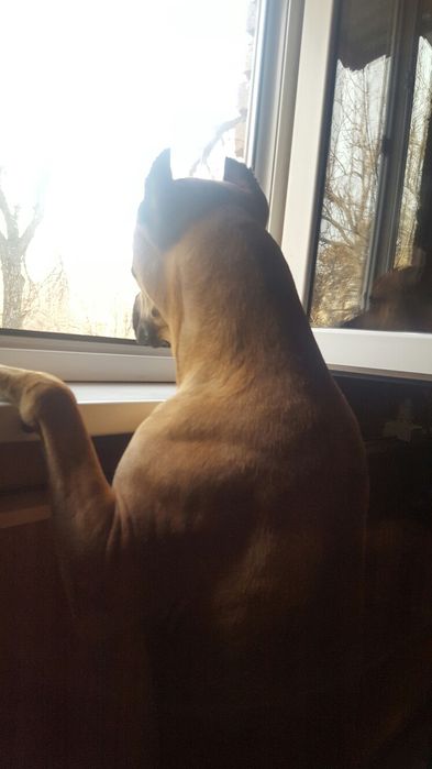 Стаффордширский терьер ищем собаку  для случки. .