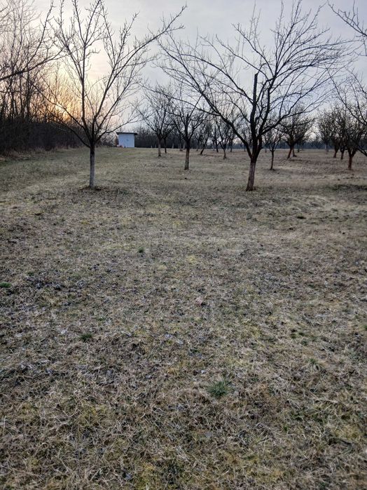 Vând livadă Almașu Mic