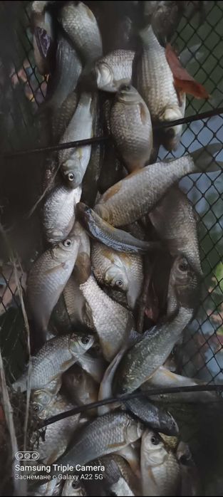 Риби таранка,златни и Кои, изграждане на градински езерца