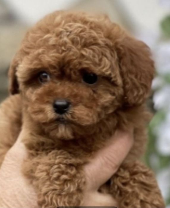 Пудел той пудел той