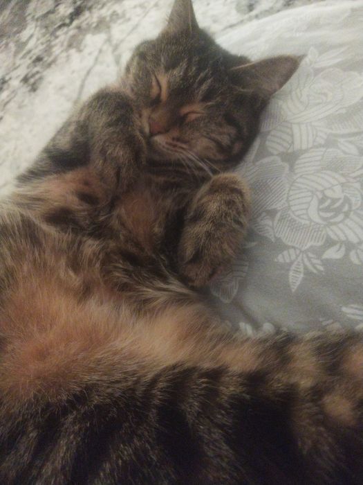 Кот и кошка в добрые руки