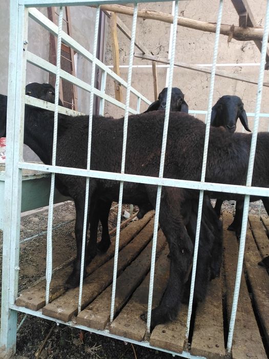 ЩКучкорлар сотилади