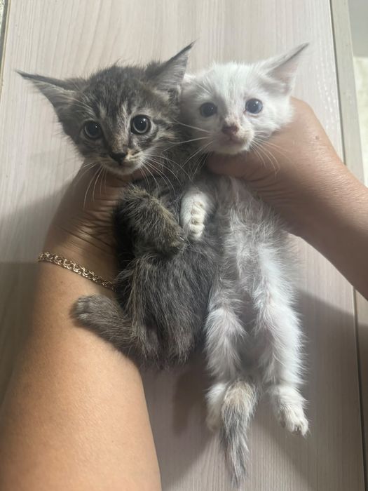 Отдам котят девочки