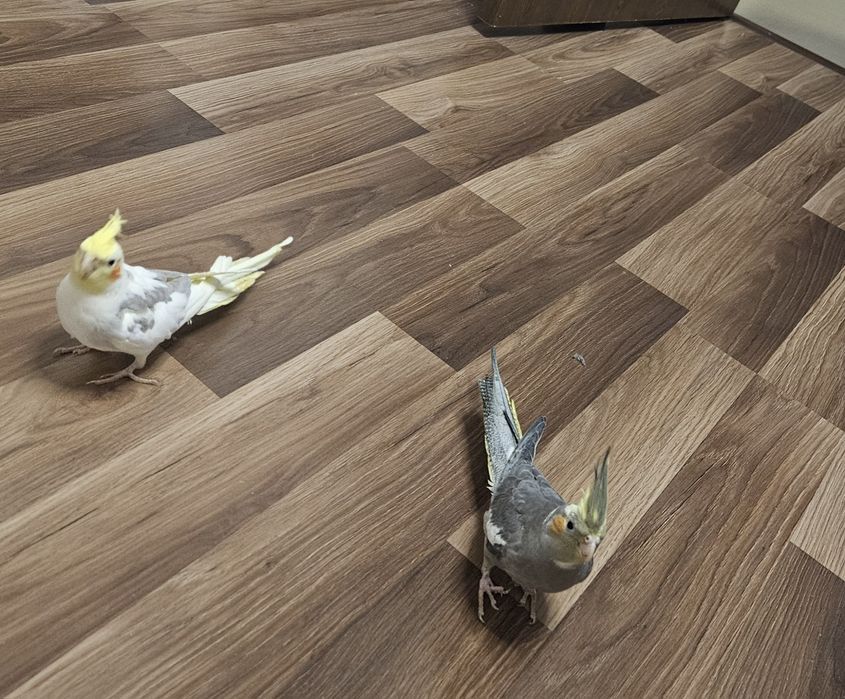 2 baieti de vanzare(7 luni si 5 luni)