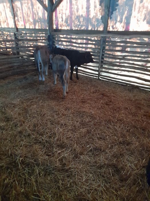 Vând 3 vițele înțărcate