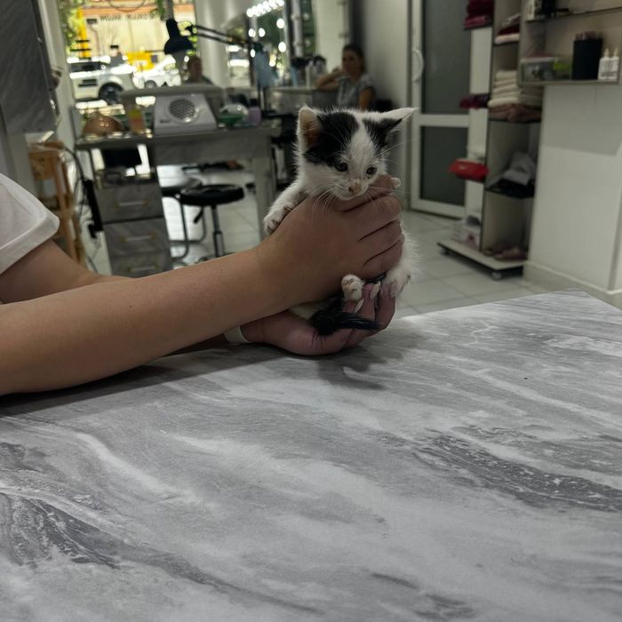 КОТЯТА  в добрые и ответственные руки