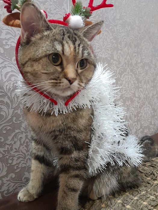 Отдам в хорошие руки