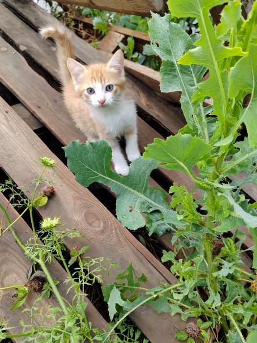 Котята в добрые руки