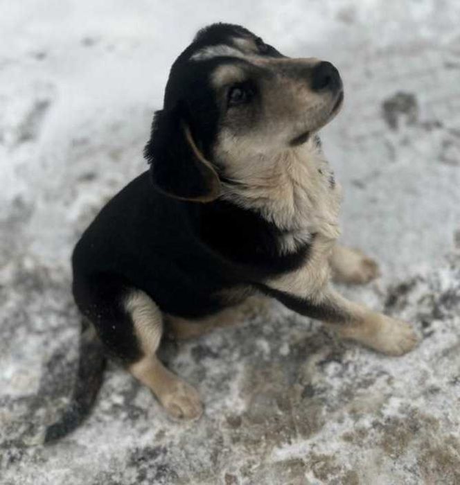 Найден щенок, девочка