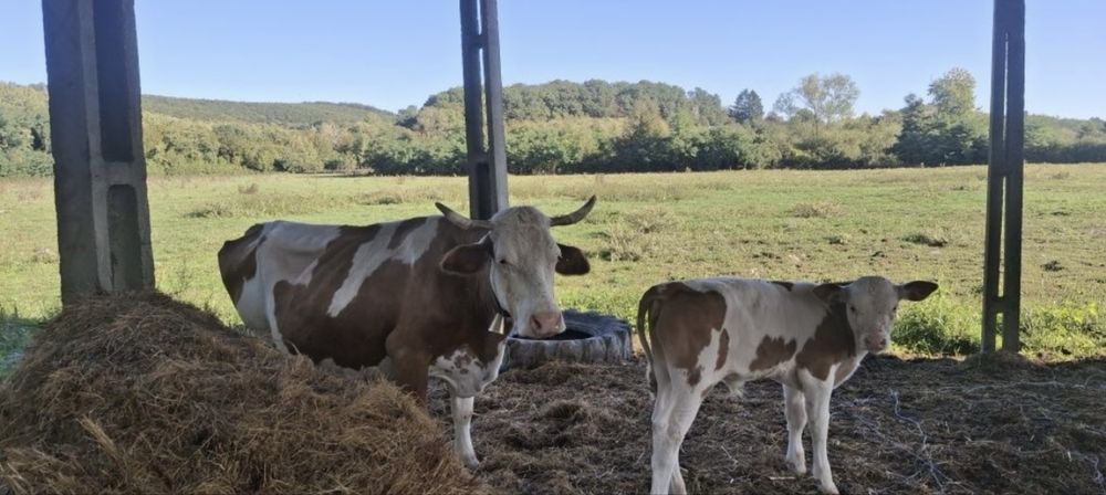 Vând vaci bălțate