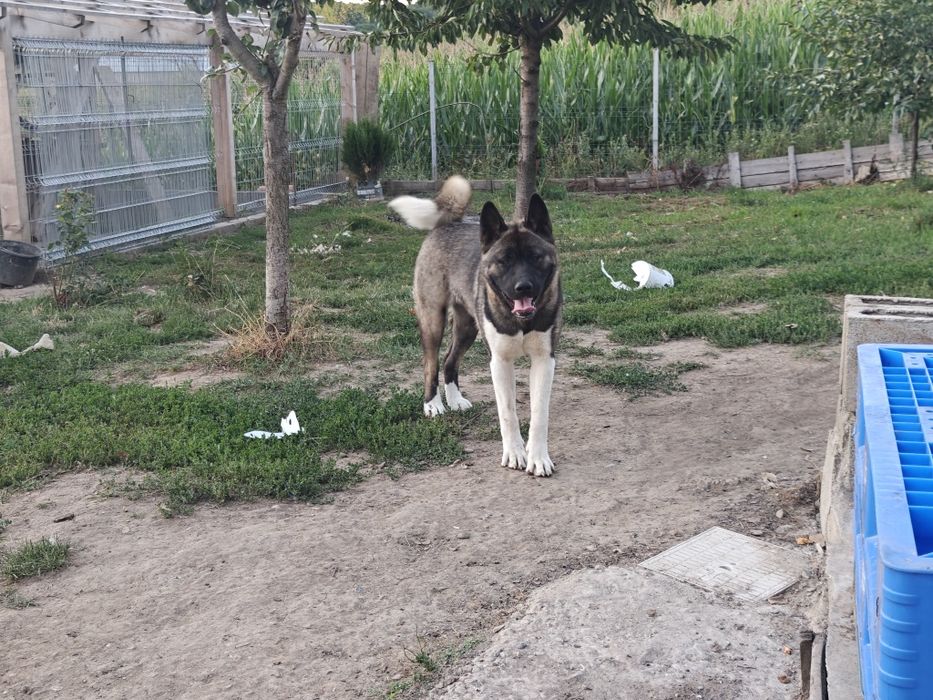 Schimb Akita American