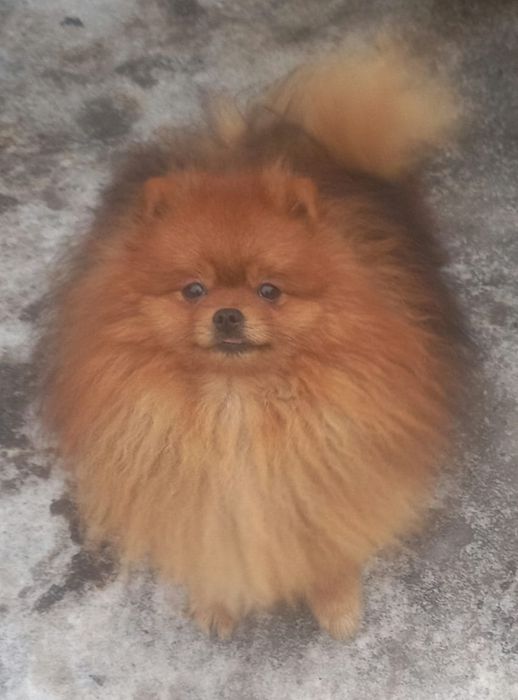 Предлагаю для вязки.