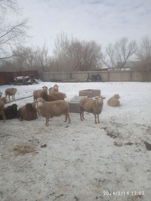 Клиторальды мастурбация және қарқынды оргазм