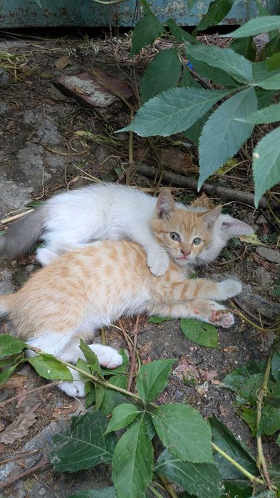 Котята редчайшей экспериментальной породы