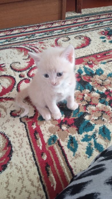 Отдам котят в добрые руки 1 месяц