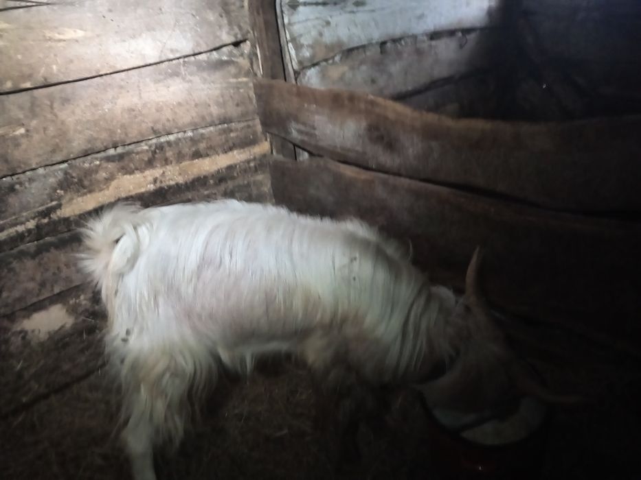 Vând țap de rasă siemen