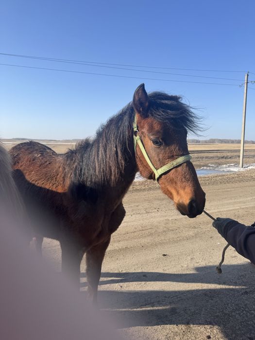 Продам лошадь Байтал