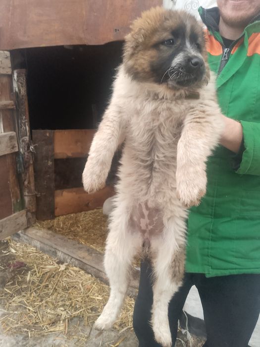 Продам щенков девочки