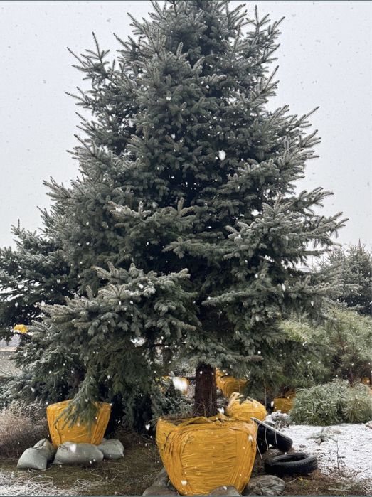 КРУПНОМЕРЫ ели голубые, ели зеленые, сосны