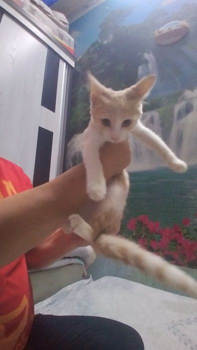 Отдадим котят в хорошие руки.  Котята домашние, в еде не привередливые