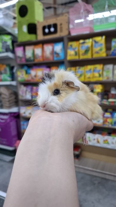 Поступление морских свинок