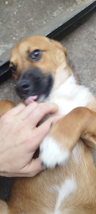 Pui de câine spre adoptie