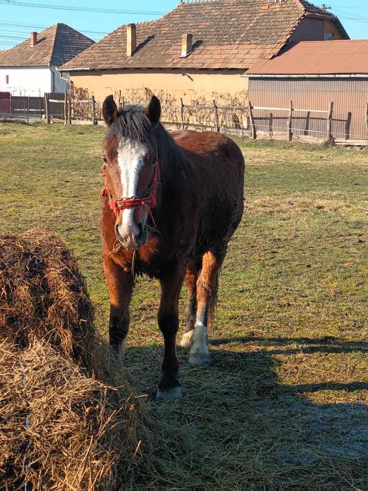 De vanzare manzi si tot ce se vede