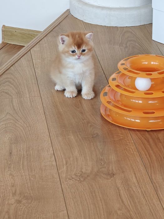 Котенца Британчета