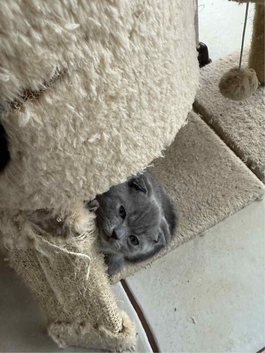 Женско клепоухо шотландче