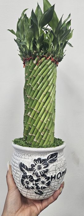 Бамбук счастья композиция