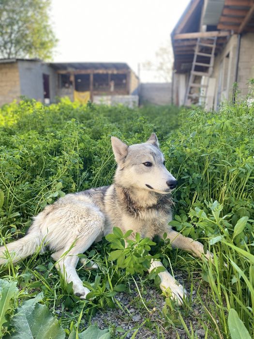 Продаётся Сибирский хаски (2 года)