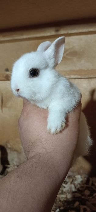 Dikarativni karlik quyonla sotiladi