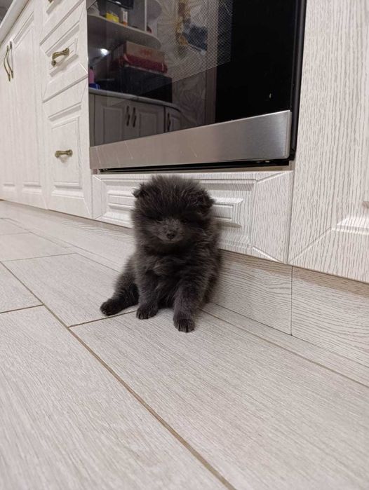 Щенки померанского шпица